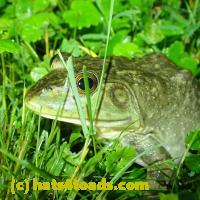 /home//u458753944/public_html/sourcegallery///Frogs/More bullfrogs/P6020108.JPG